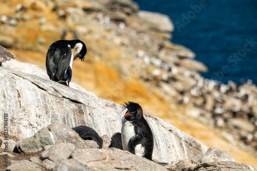 photographing falklands birds and landscape photo