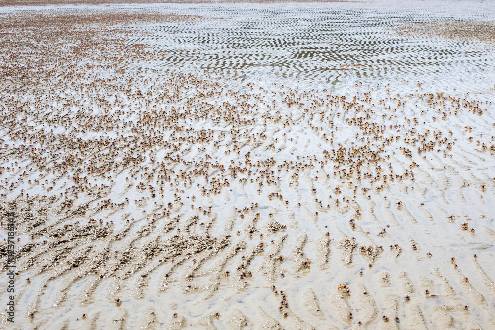 Many small crabs running on the sand on the sea coast in Krabi province in Thailand Many small crabs running on the sand on the sea coast in Krabi province in Thailand
