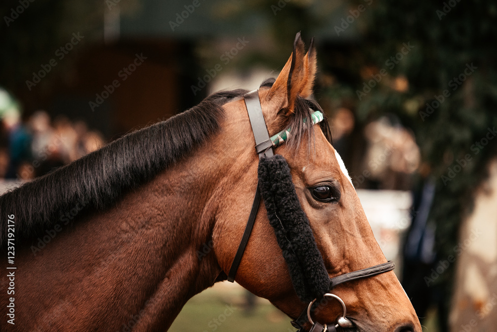 Fototapeta premium Detail Horseracing
