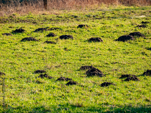 Wühlmäusehaufen auf einer Wiese im Winter
 photo