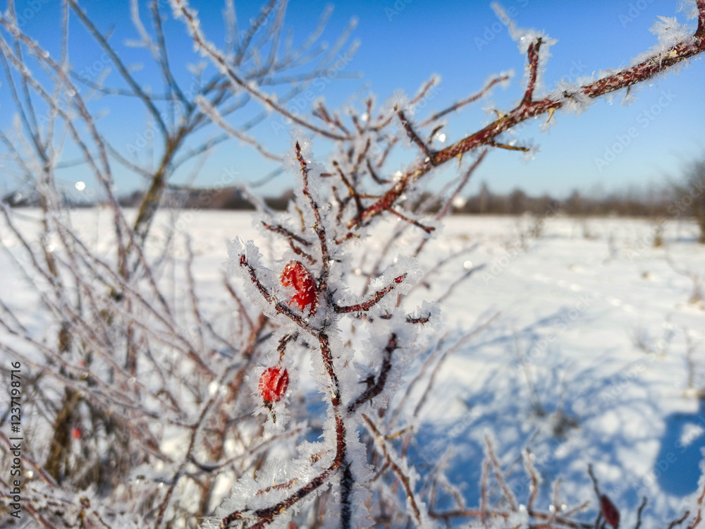 Instant shot, frozen crystals of frost on frozen red rosehip berries, Frozen plants in the middle of a field on a sunny winter day. Instant shot, frozen crystals of frost on frozen red rosehip berries, Frozen plants in the middle of a field on a sunny winter day.