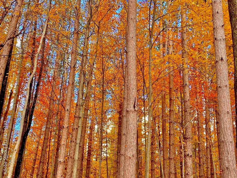 Obraz premium Autumn orange forest
