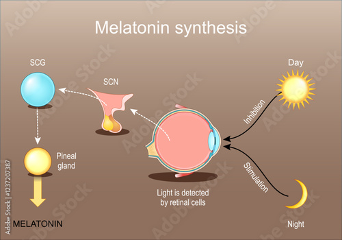 Melatonin synthesis. Circadian rhythm. Sleep-wake cycle.