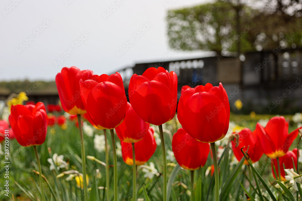 Obraz premium Colorful gardens in the spring.