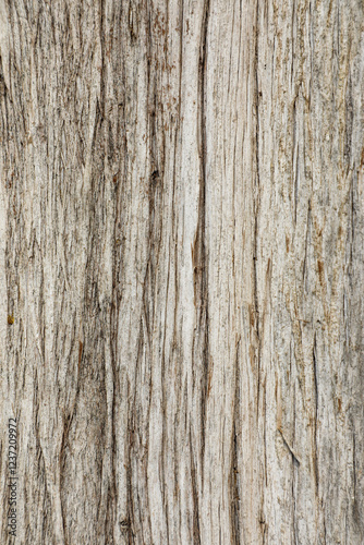 Unusual, bizarre and unique texture of the bark of the evergreen pyramidal caparis. Background, structure and texture of the bark of an interesting and unique tree close-up.