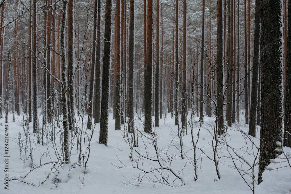 Fototapeta premium Wintery snow-covered forest