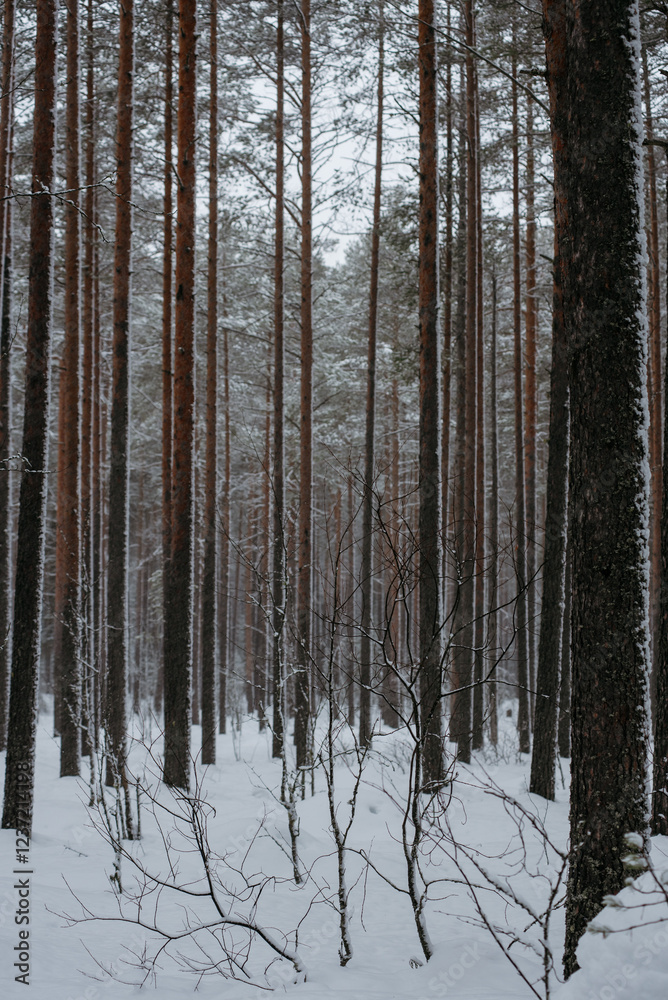 Wintery snow-covered forest Wintery snow-covered forest