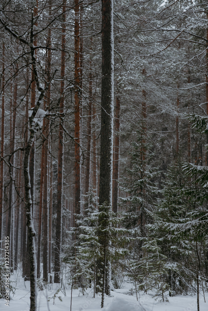 Wintery snow-covered forest Wintery snow-covered forest