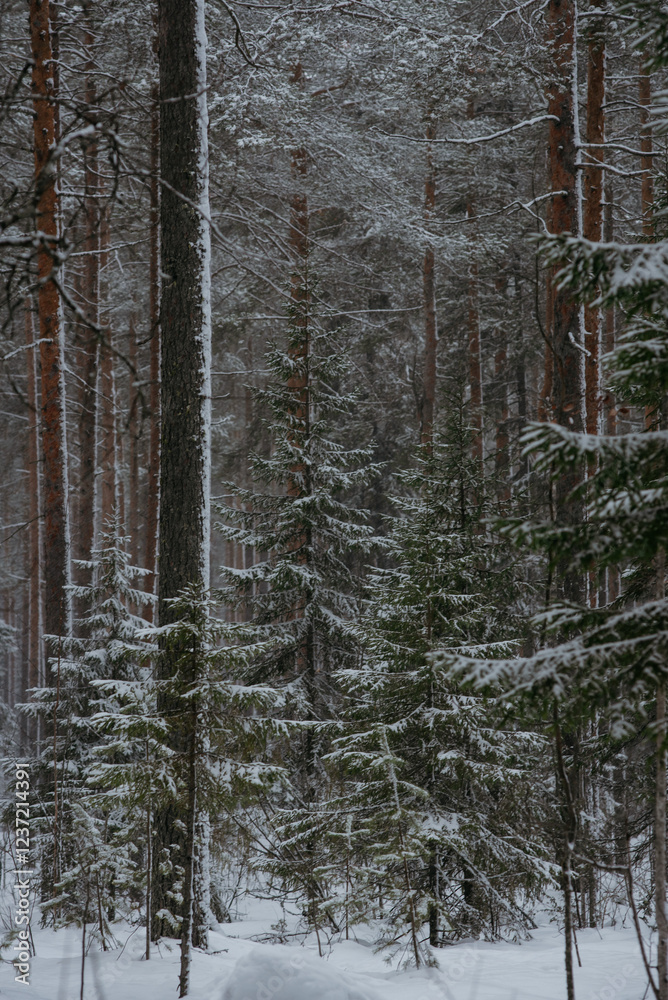 Fototapeta premium Wintery snow-covered forest
