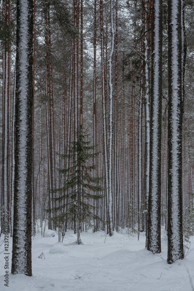 Fototapeta premium Wintery snow-covered forest