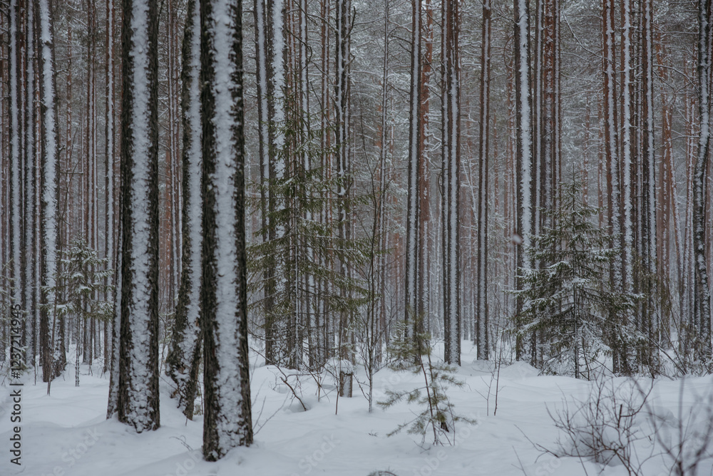 Fototapeta premium Wintery snow-covered forest