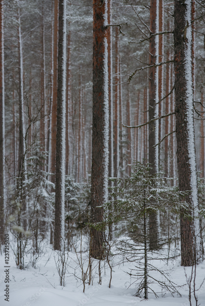 Fototapeta premium Wintery snow-covered forest