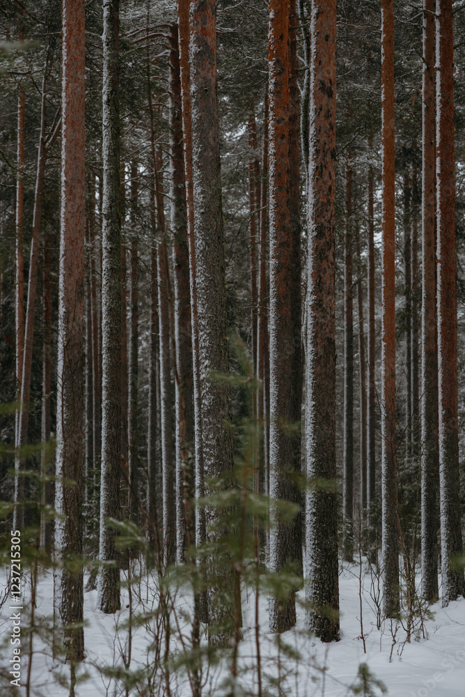 Obraz premium Wintery snow-covered forest