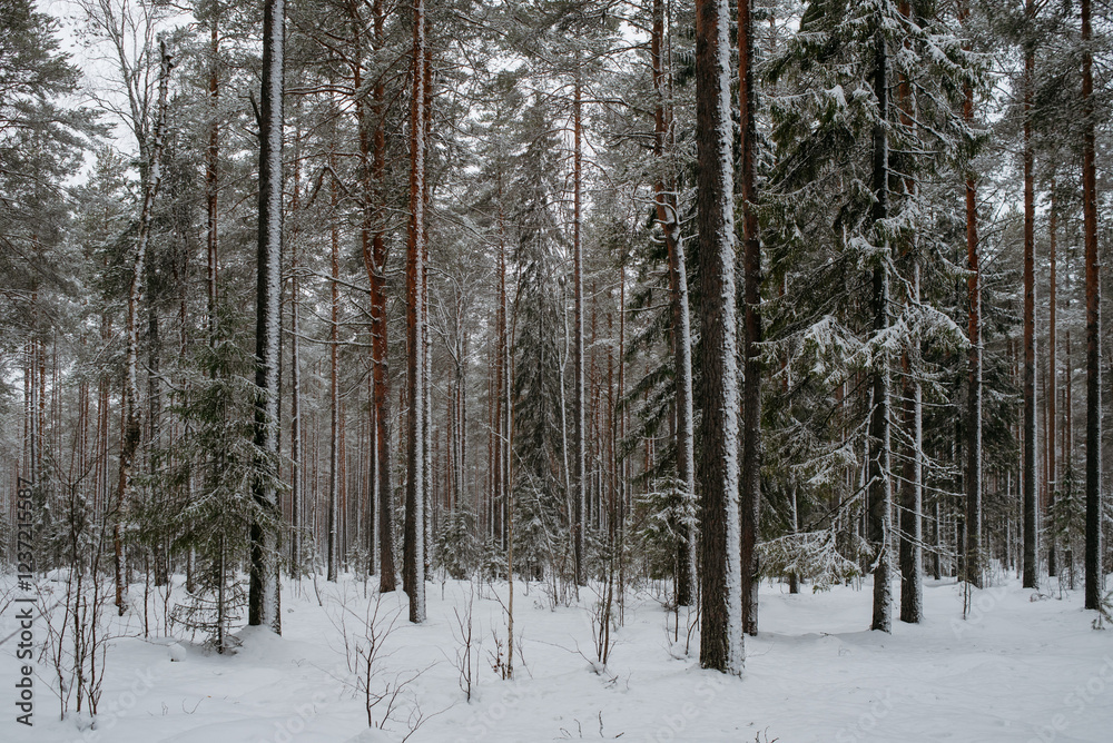 Fototapeta premium Wintery snow-covered forest