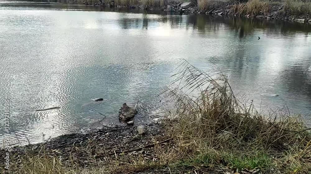 Landscape videography on the pond , clouds and sun in the sky , blue water, reflections on the water , swamp and reeds Landscape videography on the pond , clouds and sun in the sky , blue water, reflections on the water , swamp and reeds