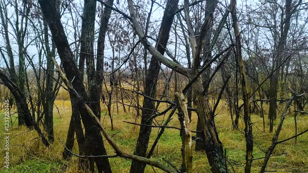 Forest and trees, autumn forest, video and landscape, clouds in the sky, wind and tree Forest and trees, autumn forest, video and landscape, clouds in the sky, wind and tree