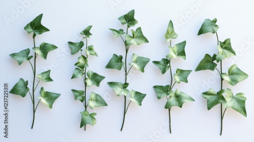 Elegant Ivy Branches in a Minimalist Arrangement