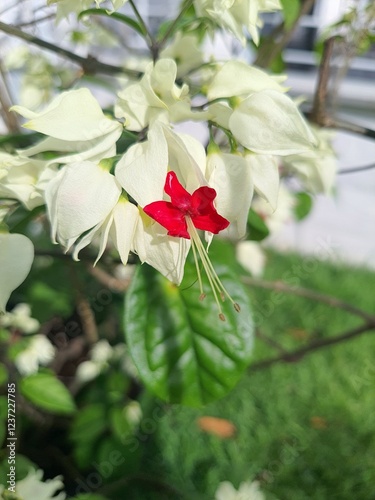 Close-up of the flower Clerodendrum thomsoniae, known as Christ's tear photo