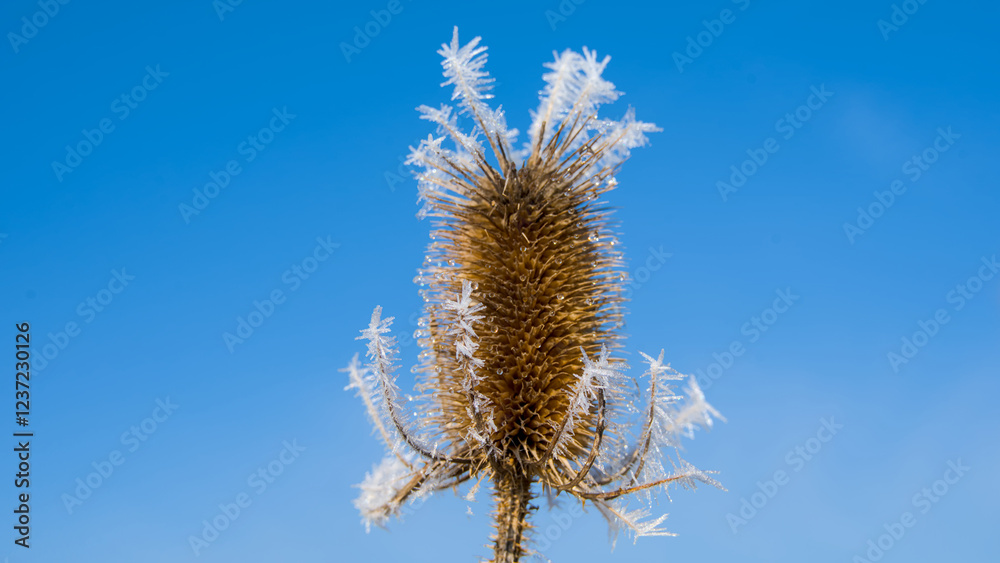 Obraz premium Dry teasel in hoarfrost on a background of blue sky