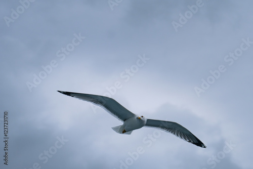Seagull in Flight Against a Cloudy Sky