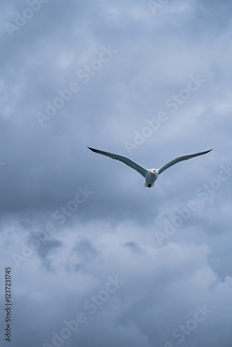 Seagull in Flight Against a Cloudy Sky