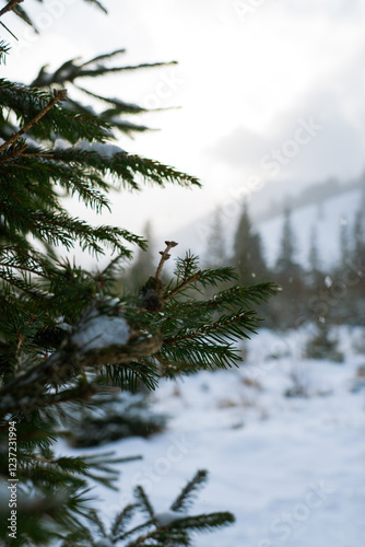 Pine Branch with Needles and Cone in a Snowy Winter Landscape