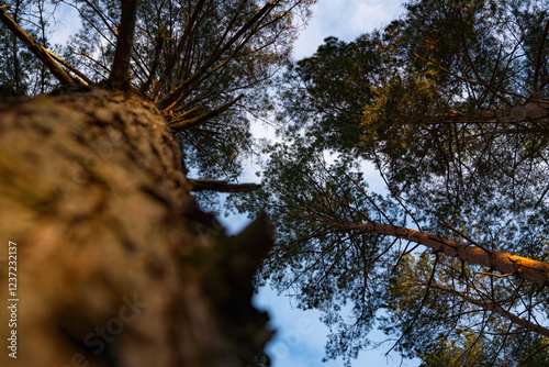 Pine Tree Trunk with Canopy and Sky View