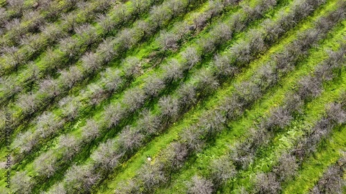 Aerial video of almond trees in the Ein HaShofet area in Israel photo