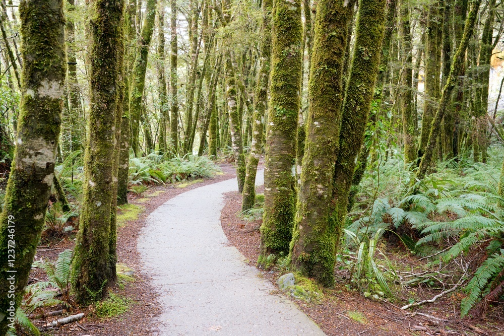 Mossy Trees Along a Pathway – Enchanting Forest Walk Mossy Trees Along a Pathway – Enchanting Forest Walk