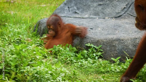 serene image of Sumatran orangutan or Pongo abelii, highlighting natural wildlife behavior within a lush green habitat.The Sumatran orangutan is endemic to Sumatra and critically endangered