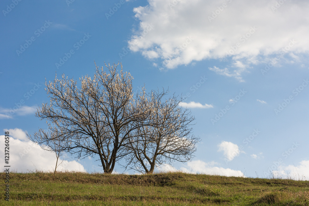 Apricot tree blooming, spring landscape