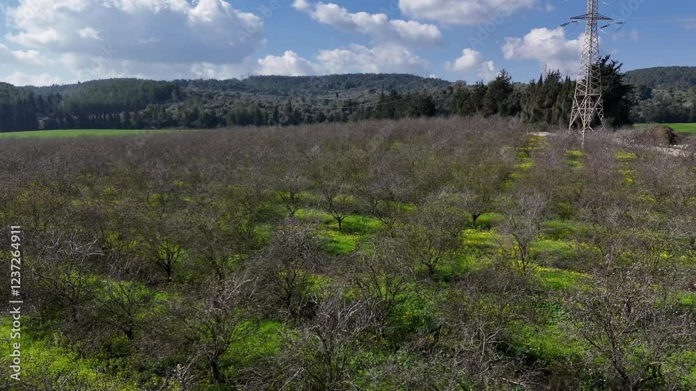 Aerial video of almond trees in the Ein HaShofet area in Israel
