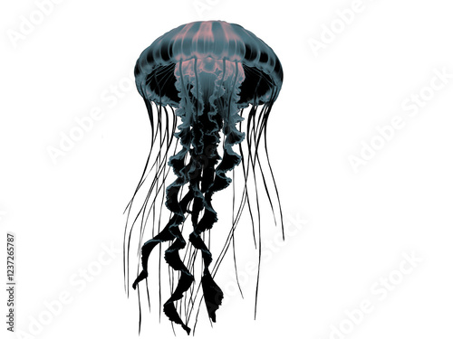 jellyfish isolated blue gray