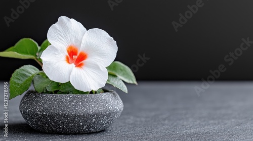 White flower in stone pot, dark background, zen garden, tranquility