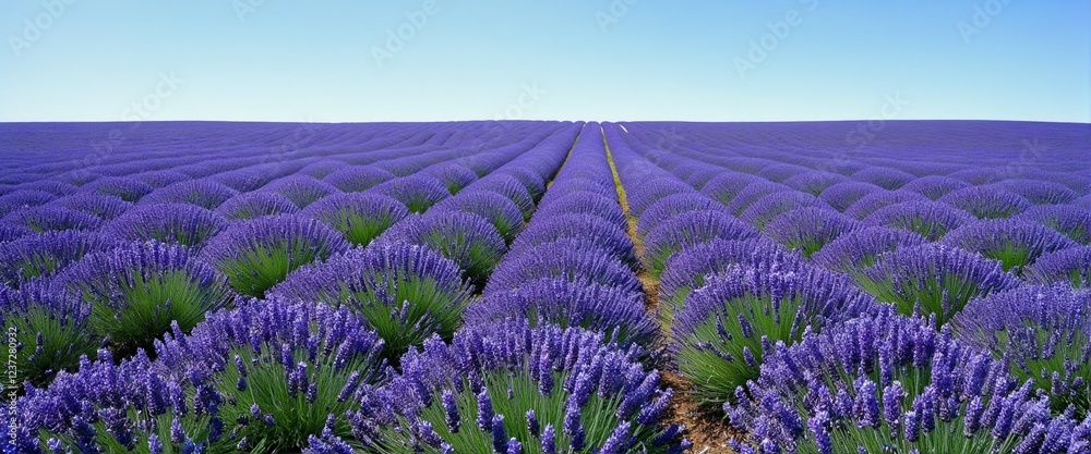 Naklejka premium Fields of Lavender