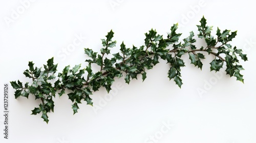 Fresh green holly branch on white background - christmas decoration with sharp leaves