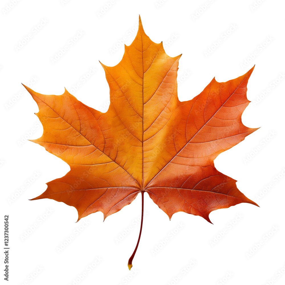 maple leaf isolated on white