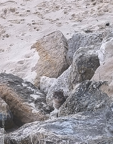 A cat sits among the rocks on the beach. Texture image. Selective sharpening. Landscape. photo