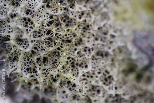 Close up of freshwater sponge phylum porifera. Amazon Metania reticulata, sources of bioactive compounds with antibiotic substances. They contain bacterial strains antimicrobial effects.