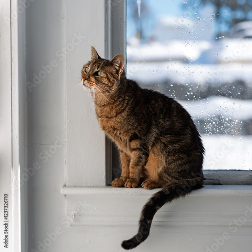 European common cat, grey, standing or sitting on a soft-bottomed window with a cloudy moon,
He looks everywhere with his big, pretty eyes.