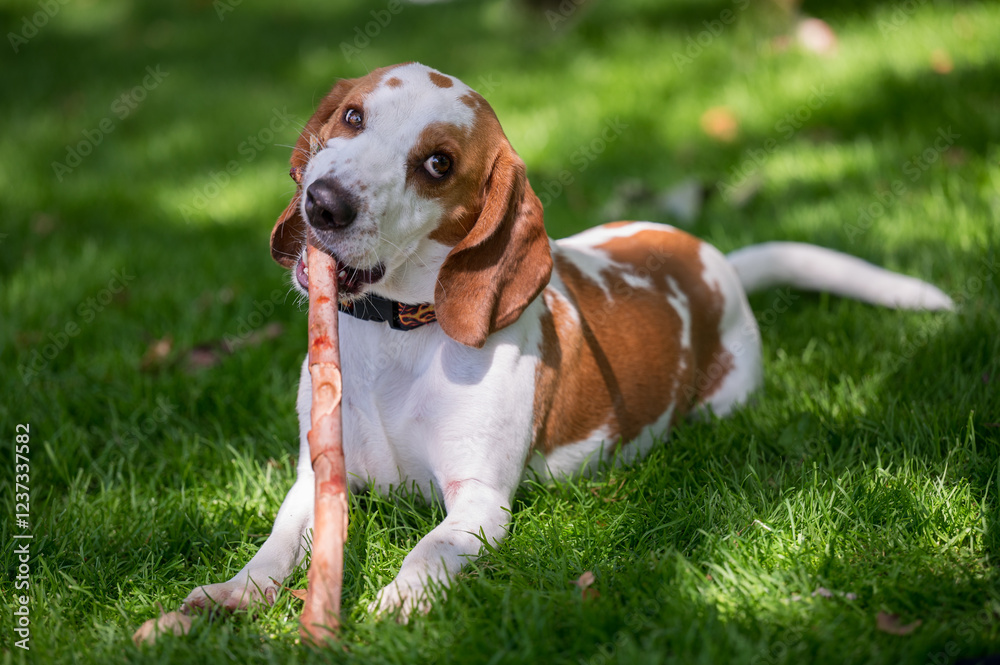 dog in grass chewing stick
