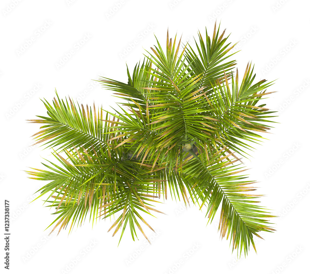 palm Tree isolated on transparent background. Hyophorbe verschaffeltii. big palm tree with green leaves on white background. palm tree leaves PNG. Isolated palm tree transparent PNG. bottle palm. palm Tree isolated on transparent background. Hyophorbe verschaffeltii. big palm tree with green leaves on white background. palm tree leaves PNG. Isolated palm tree transparent PNG. bottle palm.