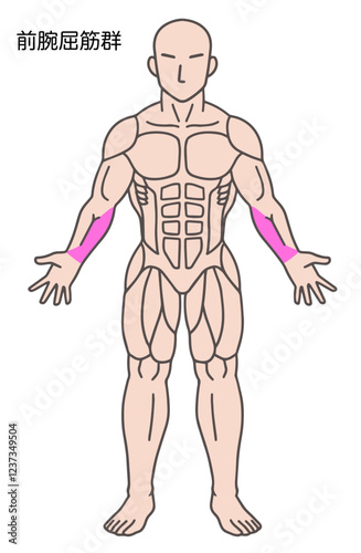 前腕屈筋群、人体の筋肉図