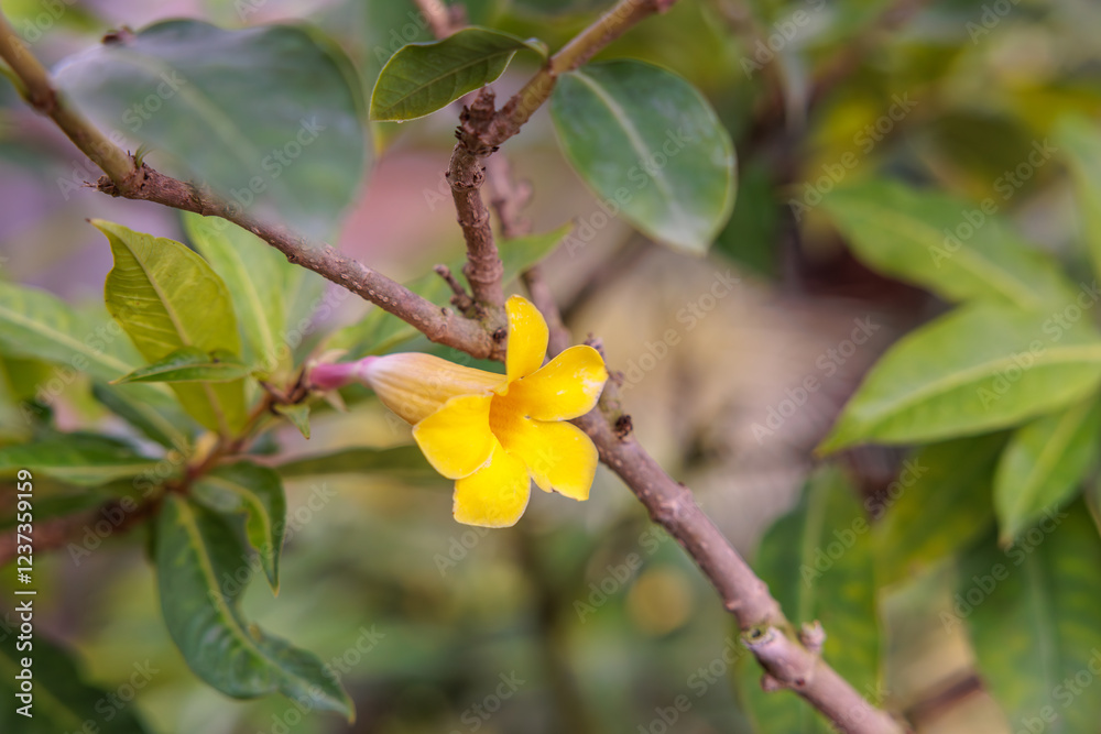 Obraz premium Zbliżenie kwitnącego żółtego kwiatu (Thunbergia erecta)