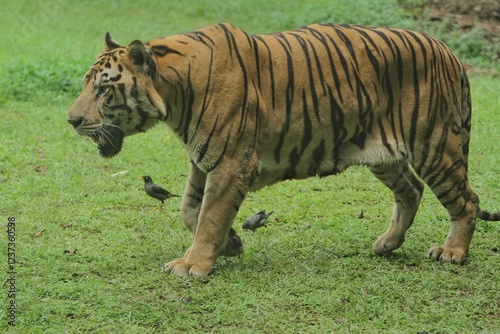 Obraz na płótnie A Bengal tiger walking around in the grass in the morning w salonie