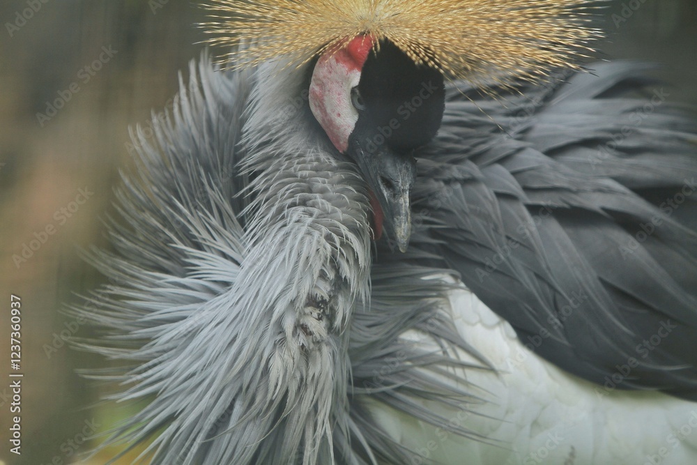 close up of a beautiful grey-crowned crane