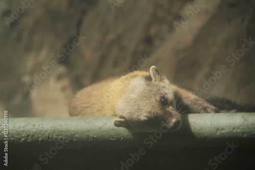 a martes flavigula lying down looking at the camera photo