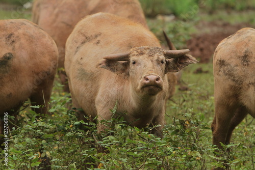 an albino male buffalo grazing during the day