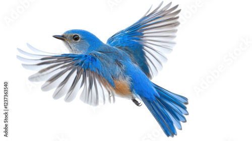 Mountain bluebird flying with open wings on transparent background