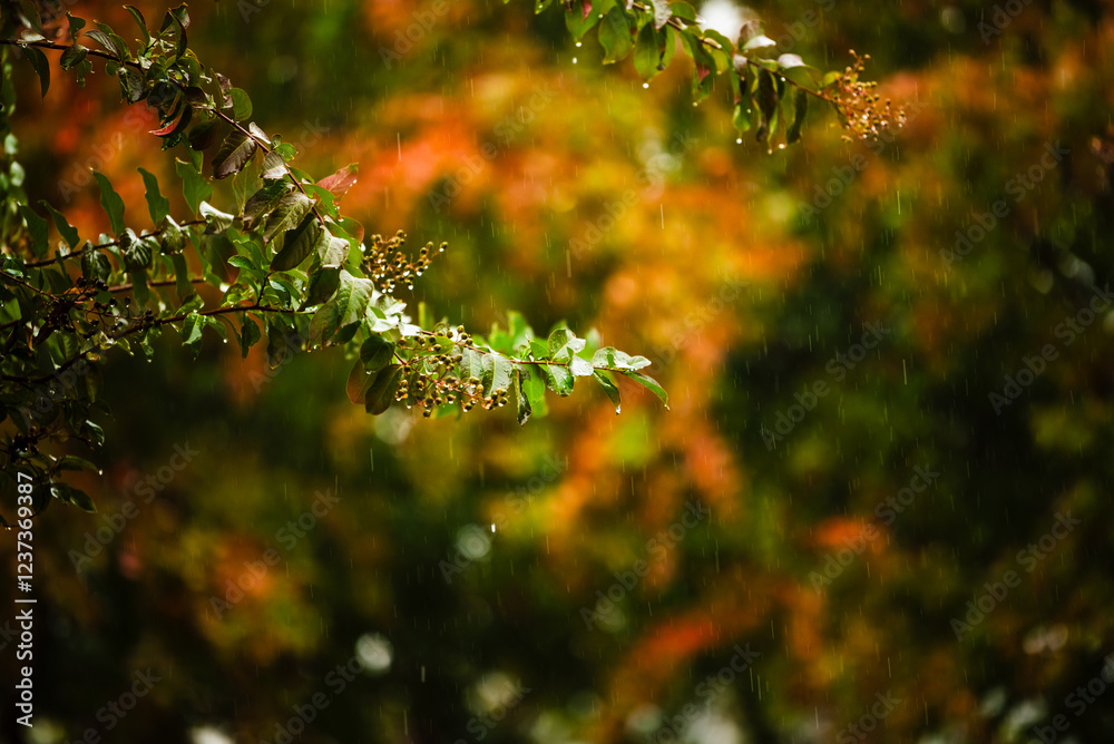 Rain falling on a branch with autumn foliage in the background. Rain falling on a branch with autumn foliage in the background.